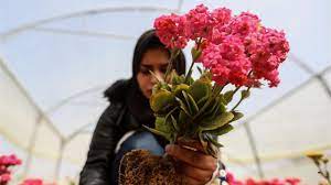 Rawaa Al-Najjar